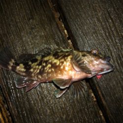 タチウオまだいます