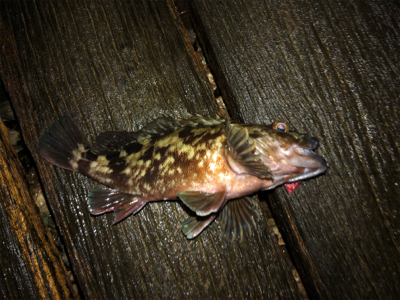 タチウオまだいます