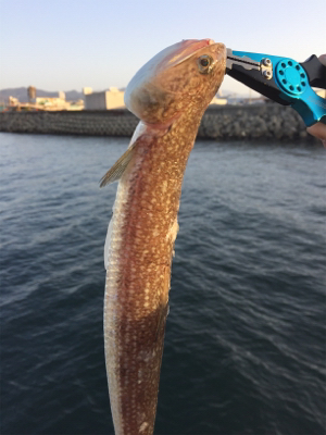 ハマチとマゴチ