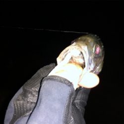 大きいアジ狙い