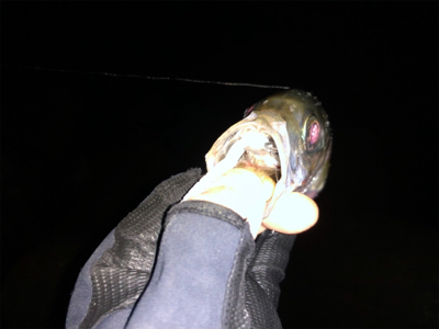 大きいアジ狙い