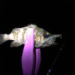 30分だけの寄り道アジング