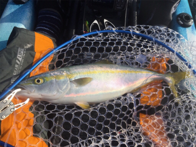 県南にて、カヤックフィッシング