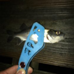 三角港周辺で虫ング