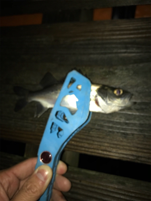 三角港周辺で虫ング