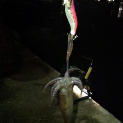 キャストして1091ヒイカ釣り\(^^)/