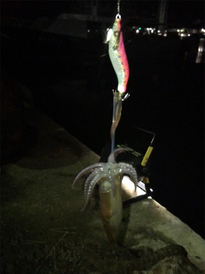 キャストして1091ヒイカ釣り\(^^)/