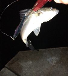 ランカーには届かず