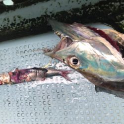 須磨沖 太刀魚 純英丸