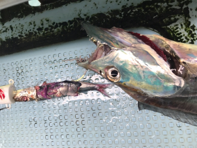 須磨沖 太刀魚 純英丸