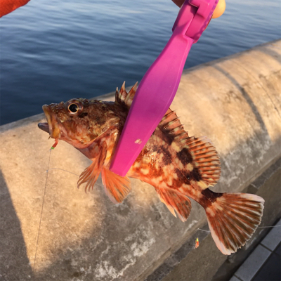 アジングなのに