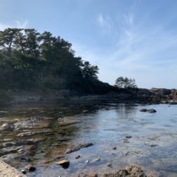 アオリは何処へ