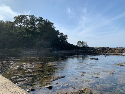 アオリは何処へ