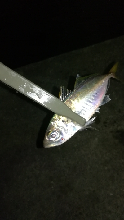 ナイトアジング