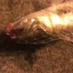 マイワシーバス！？