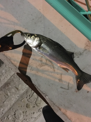 またチーバスとチヌ