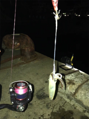 ヒイカ…渋い(＞＜)  アジ…留守~_~;