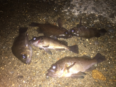 ナイトメバリング