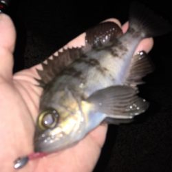 早朝メバリング