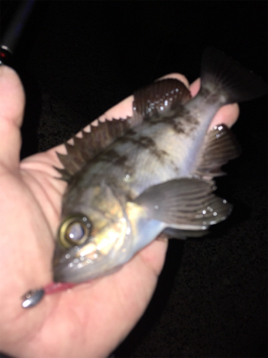 早朝メバリング