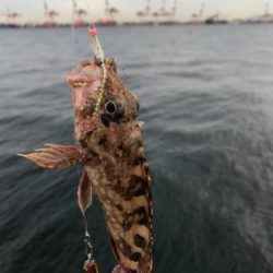 痛恨のサビキ忘れ(涙)