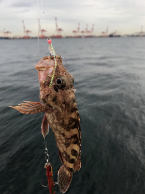 痛恨のサビキ忘れ(涙)