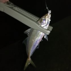 ナイトアジング