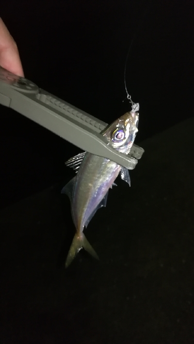 ナイトアジング