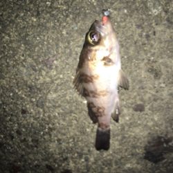 アジングや根魚