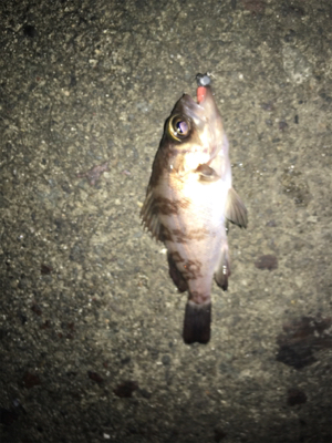 アジングや根魚