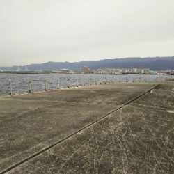 エサ用のアジ？