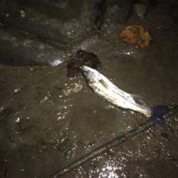 12月のシーバス