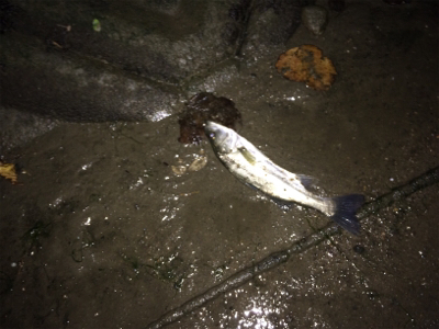 12月のシーバス