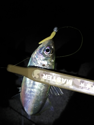 ガシラッシュからの