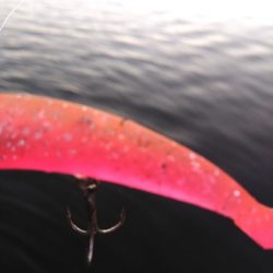 １２月８日　朝マズメ