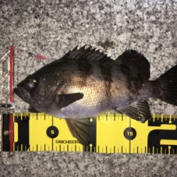 メバル高活性！