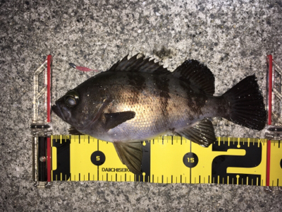 メバル高活性！