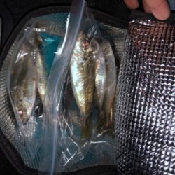 アジング バイク釣行の練習