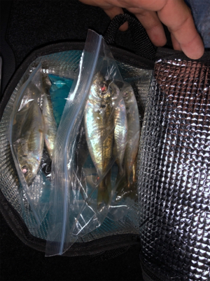 アジング バイク釣行の練習