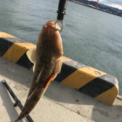 暴風でも釣れました