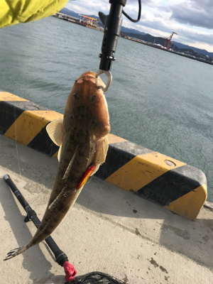 暴風でも釣れました