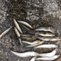 平成最後の落ちキス釣り