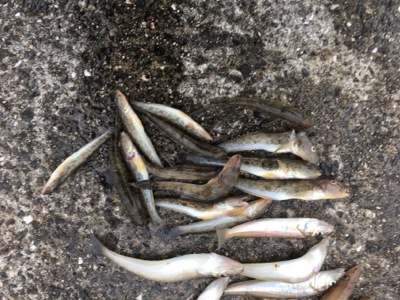 平成最後の落ちキス釣り