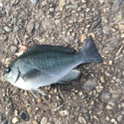 サビキ仕掛けに付餌