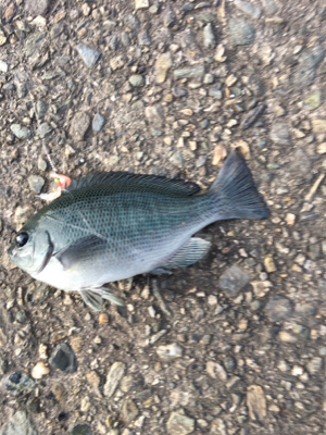 サビキ仕掛けに付餌