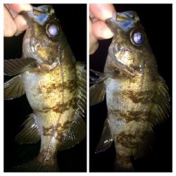 メバリンガー1805〜1847