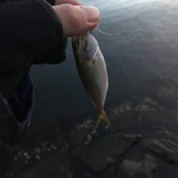 アジを求めて④