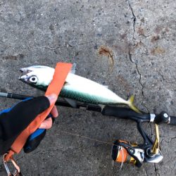 久々のタチウオ釣果！