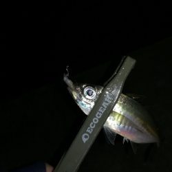 ナイトアジング