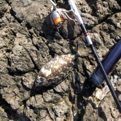 寒グレどこ行った？